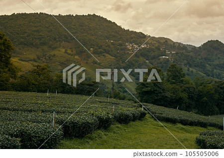 Tea Plantation at Doi Mae Salong in Chiang Rai Tea Plantation at Doi Mae Salong in Chiang Rai 105505006