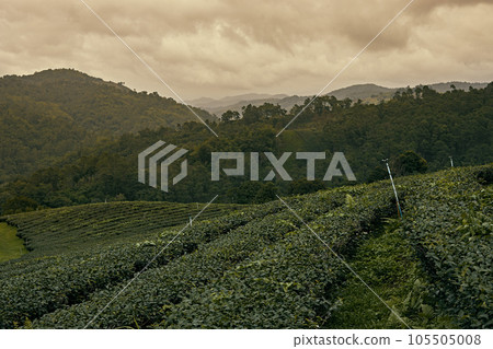 Tea Plantation at Doi Mae Salong in Chiang Rai Tea Plantation at Doi Mae Salong in Chiang Rai 105505008