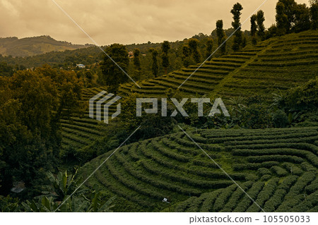 Tea Plantation at Doi Mae Salong in Chiang Rai Tea Plantation at Doi Mae Salong in Chiang Rai 105505033