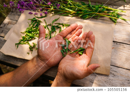 A close-up of men's hands, in which the green leaves of the Russian traditional herb ivan-tea lie. Preparation for fermentation 105505156
