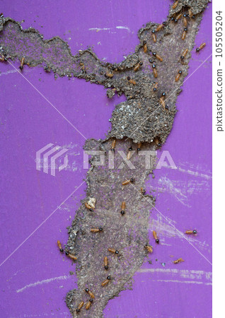 Termites workers recovering tunnel Termites workers recovering tunnel 105505204