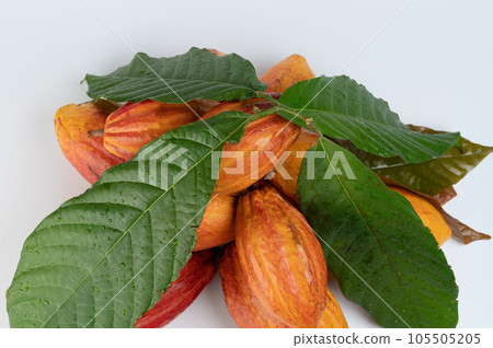 Raw cacao pod pile covered with leafs Raw cacao pod pile covered with leafs 105505205