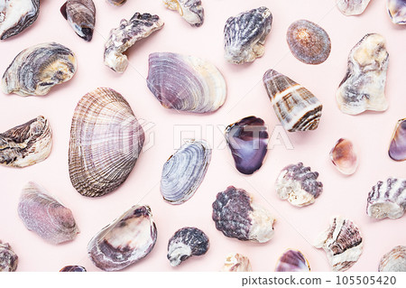 Seashells flat lay. Summery maritime collection. Seashells flat lay. Summery maritime collection. 105505420