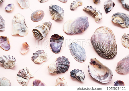Seashells flat lay. Summery maritime collection. Seashells flat lay. Summery maritime collection. 105505421