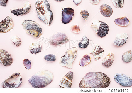 Seashells flat lay. Summery maritime collection. Seashells flat lay. Summery maritime collection. 105505422