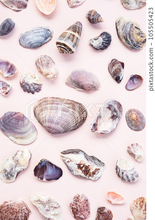 Seashells flat lay. Summery maritime collection. 105505423