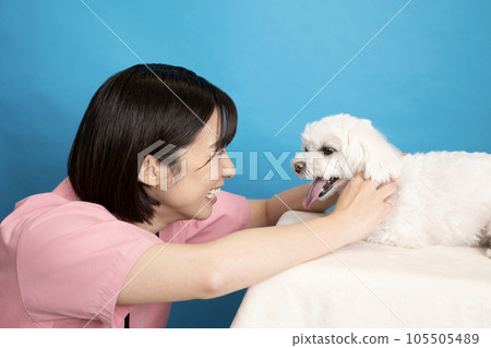 A female veterinarian seriously examining a Maltese A female veterinarian seriously examining a Maltese 105505489