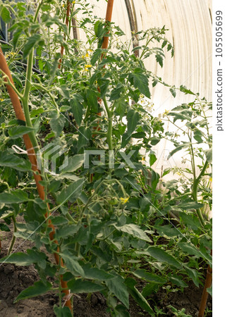 A lot of green tomatoes on a bush in a greenhouse. Tomato plants in greenhouse. Green tomatoes plantation. Organic farming, young tomato plants growth in greenhouse. A lot of green tomatoes on a bush in a greenhouse. Tomato plants in greenhouse. Green tomatoes plantation. Organic farming, young tomato plants growth in greenhouse. 105505699