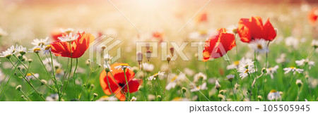 Panoramic view of the field with wild flowers. Panoramic view of the field with wild flowers. 105505945