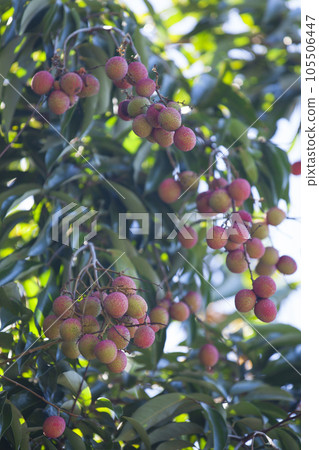 Grape of Litchis 105506447