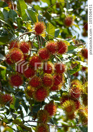 Grape of Rambutan Grape of Rambutan 105506451