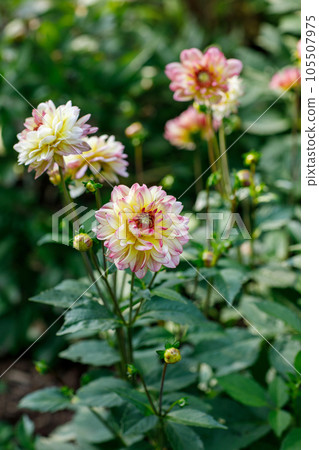 Gorgeous pink dahlias. Perennial flowers, hobby, gardening. 105507975