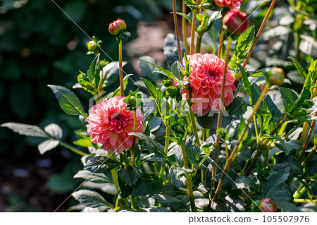 Gorgeous pink dahlias. Perennial flowers, hobby, gardening. Gorgeous pink dahlias. Perennial flowers, hobby, gardening. 105507976