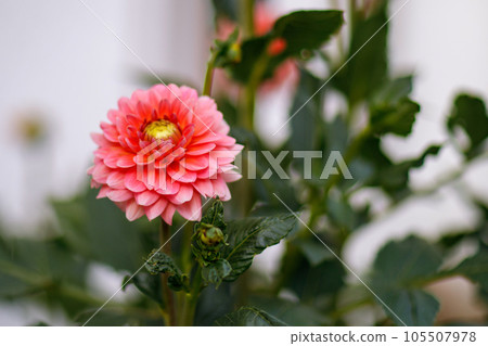 Gorgeous pink dahlias. Perennial flowers, hobby, gardening. Gorgeous pink dahlias. Perennial flowers, hobby, gardening. 105507978
