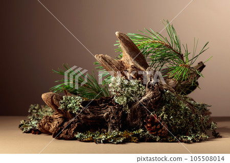 Abstract north nature scene with a composition of lichen, pine branches, and dry snags. Abstract north nature scene with a composition of lichen, pine branches, and dry snags. 105508014