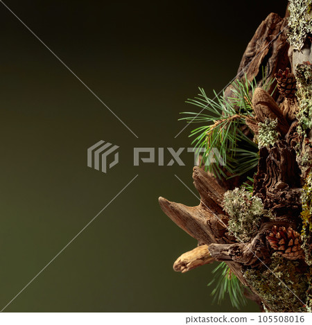 Abstract north nature scene with a composition of lichen, pine branches, and dry snags. 105508016