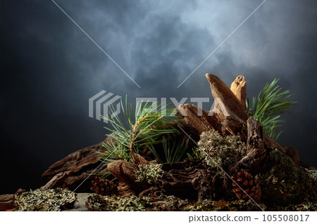 Abstract north nature scene with a composition of lichen, pine branches, and dry snags. Abstract north nature scene with a composition of lichen, pine branches, and dry snags. 105508017