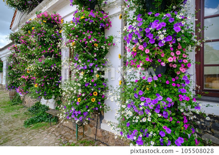 Pakruojis, Lithuania. July 7 , 2023 105508028