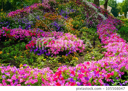Beautifully maintained park area. Greenery of petunia flowers Beautifully maintained park area. Greenery of petunia flowers 105508047