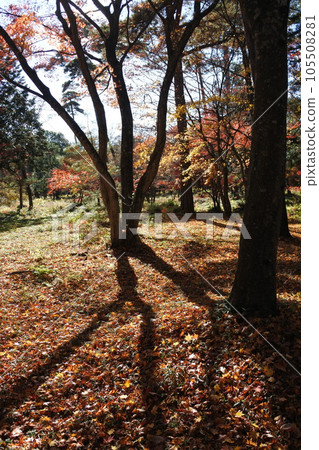 Carpet of autumn leaves, shade, fallen leaves Carpet of autumn leaves, shade, fallen leaves 105508281