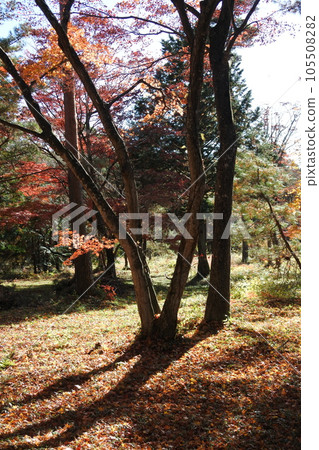 Carpet of autumn leaves, shade, fallen leaves 105508282