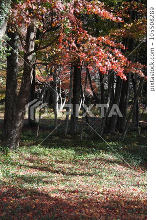 Carpet of autumn leaves, shade, fallen leaves 105508289