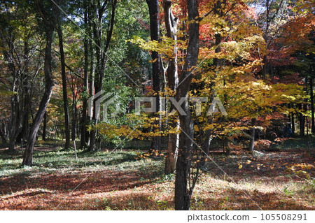 Carpet of autumn leaves, shade, fallen leaves 105508291