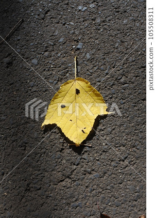 彩色落葉，落葉 105508311