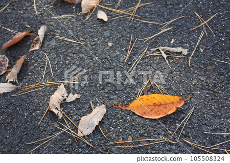 Colored fallen leaves, fallen leaves 105508324