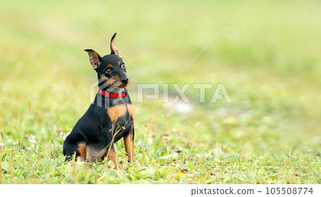 A puppy of a black and tan miniature pinscher with cropped ears sits on the lawn in the summer. A puppy of a black and tan miniature pinscher with cropped ears sits on the lawn in the summer. 105508774