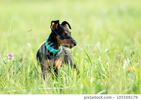 Portrait of a black and tan miniature pinscher puppy sitting in the green grass 105509179