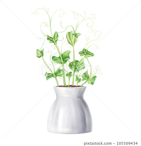 Young green sprouting bean sprouts from pea seeds. A plant in stylish ceramic pot. Organic micro-greens for healthy food, natural dishes, green salads. Garden inside the house. Isolated illustration 105509434
