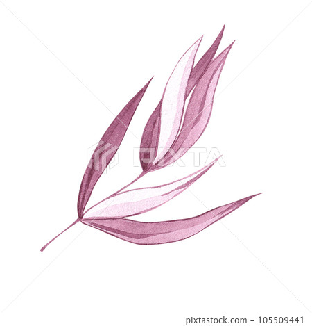 Watercolor eucalyptus branch hand drawn Watercolor eucalyptus branch hand drawn 105509441