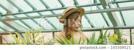A beautiful young woman takes care of plants in a greenhouse. The concept of gardening and an eco-friendly lifestyle. A beautiful young woman takes care of plants in a greenhouse. The concept of gardening and an eco-friendly lifestyle. 105509521