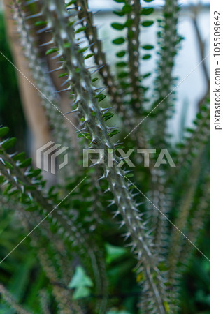 green cactus with spikes in botanical garden 105509642