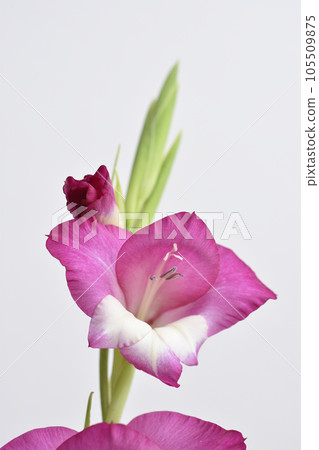 Gladiolus 105509875