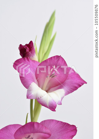 Gladiolus 105509876