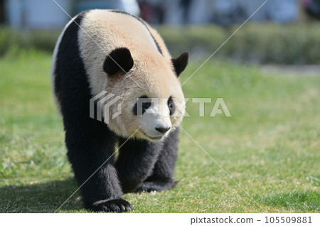 Umehama taking a walk 105509881