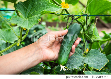 A cucumber ripened in a greenhouse, a female hand picks a vegetable A cucumber ripened in a greenhouse, a female hand picks a vegetable 105509938