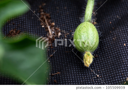 Cultivation of watermelons on the agronet. A fruit formed on the plant Cultivation of watermelons on the agronet. A fruit formed on the plant 105509939