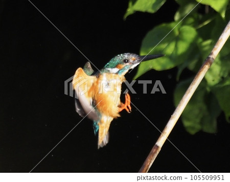 Kingfisher Kingfisher 105509951