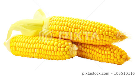 Corn with leaves and earns isolated Corn with leaves and earns isolated 105510116