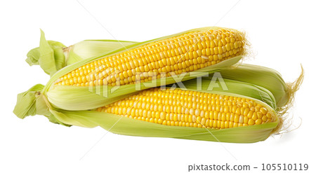 Corn with leaves and earns isolated Corn with leaves and earns isolated 105510119