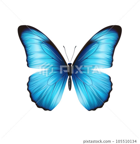 Blue butterfly isolated - Stock Illustration [105510134] - PIXTA