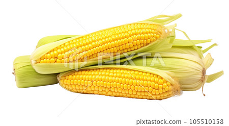 Corn with leaves and earns isolated Corn with leaves and earns isolated 105510158