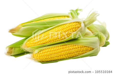 Corn with leaves and earns isolated Corn with leaves and earns isolated 105510164