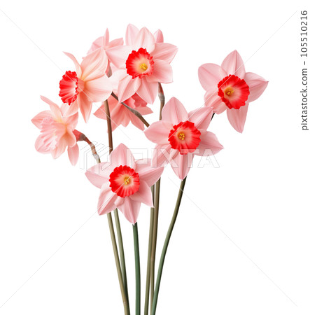 Pink daffodils flowers isolated 105510216