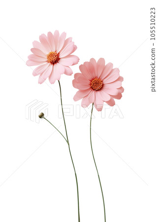 Cute pink flowers isolated Cute pink flowers isolated 105510223