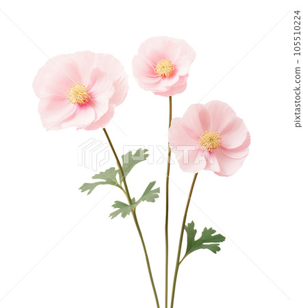 Cute pink flowers isolated Cute pink flowers isolated 105510224