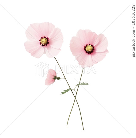 Cute pink flowers isolated Cute pink flowers isolated 105510228